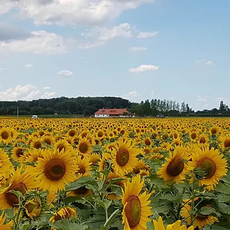 Gyori Lovastanya Apartamento *